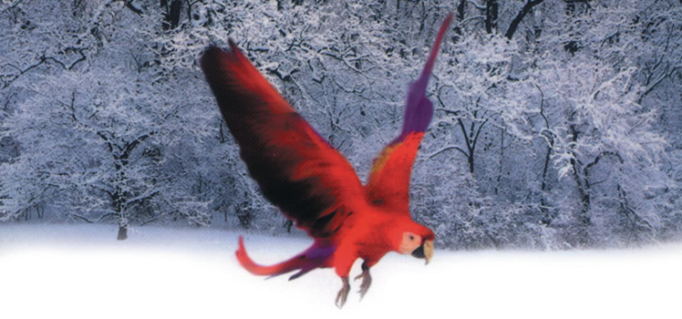 Axel Brauns: Buntschatten und Fledermäuse