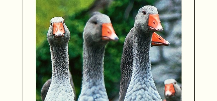 Martin Walker: Delikatessen